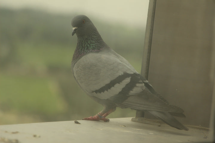 Series 5 of Avian Encounters: Birds in the Urban and Natural Worlds