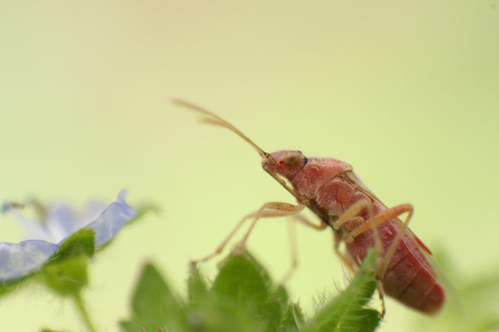 Series 16 of the Microcosmic Universe of Flowers and Bees