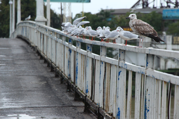 Series 6 of Avian Encounters: Birds in the Urban and Natural Worlds