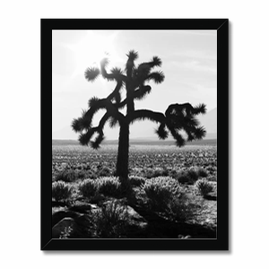 U2 Joshua Tree