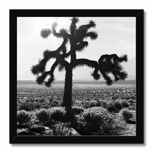 U2 Joshua Tree