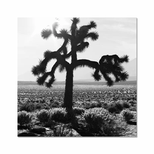 U2 Joshua Tree