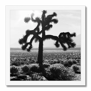 U2 Joshua Tree