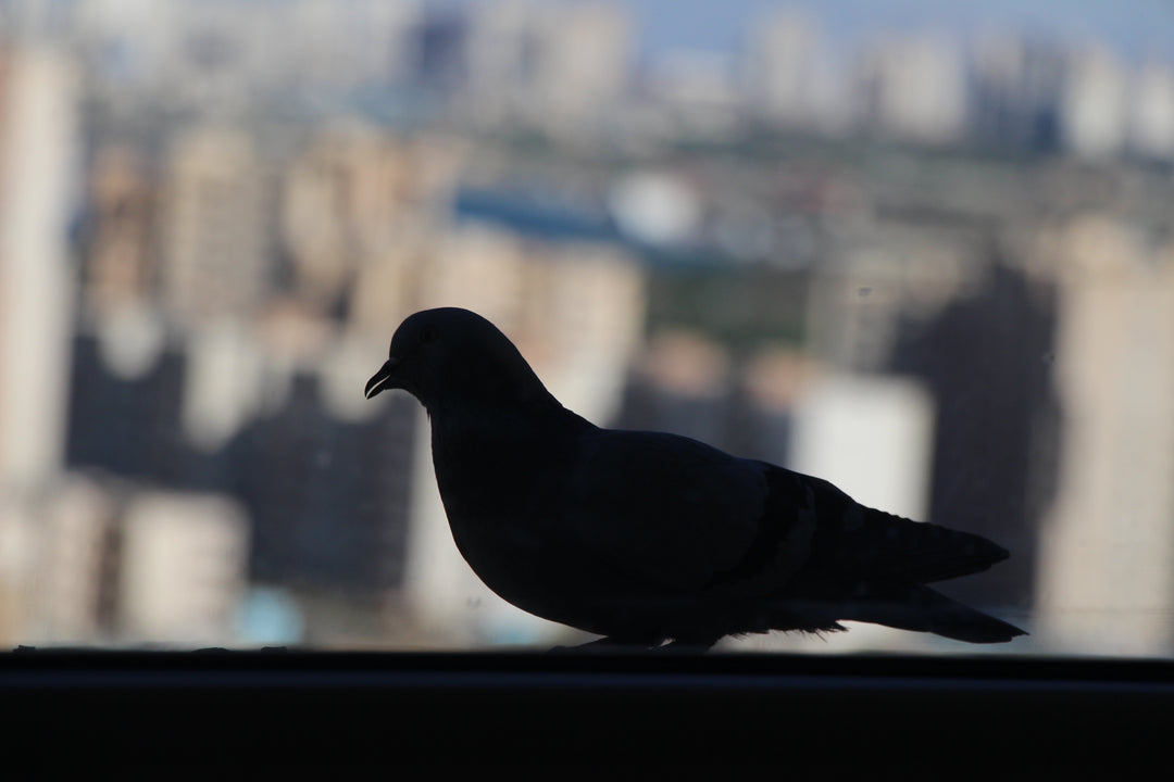 Series 4 of Avian Encounters: Birds in the Urban and Natural Worlds