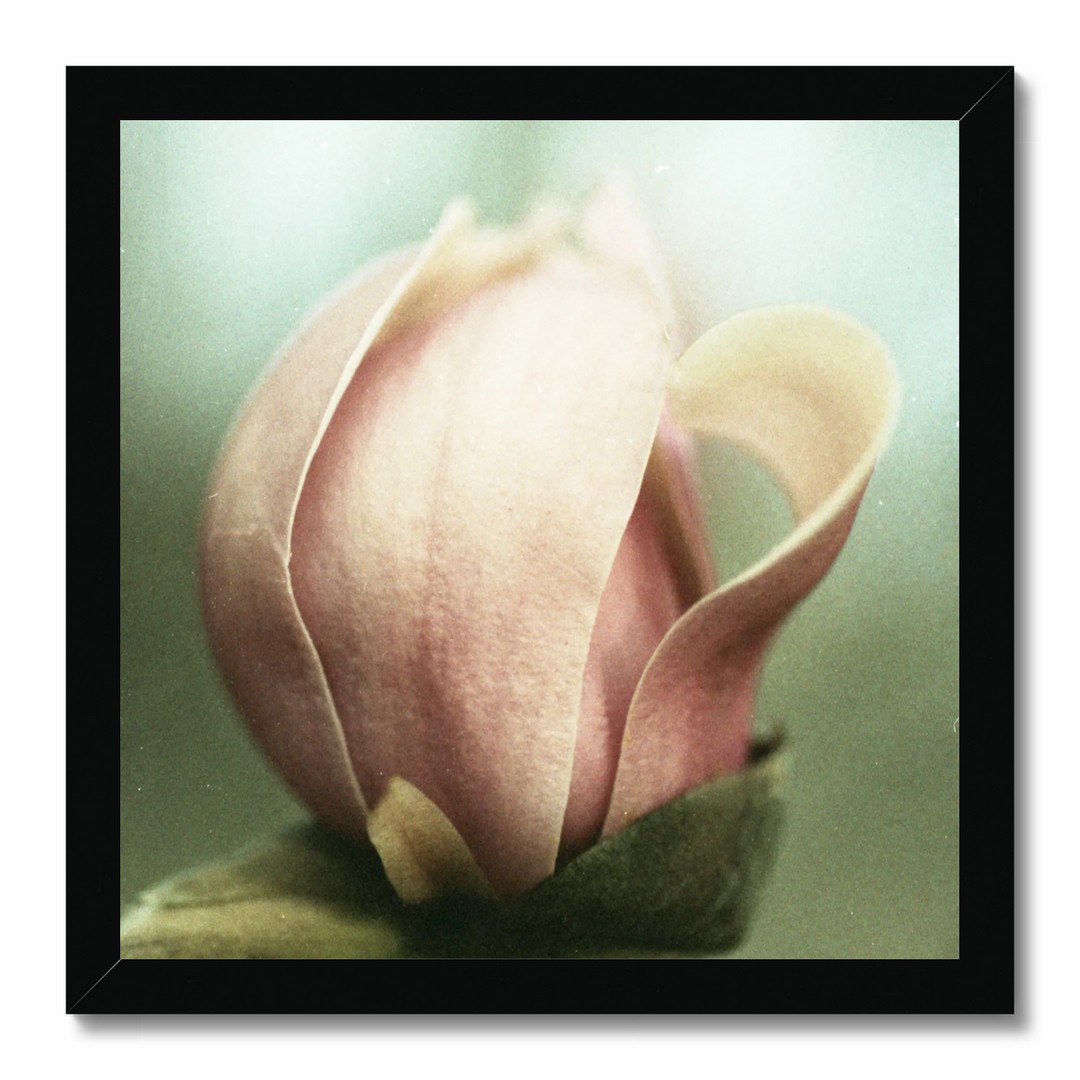 muted magnolia.