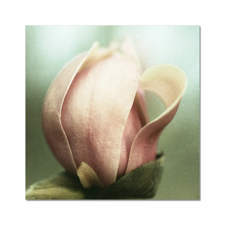 muted magnolia.