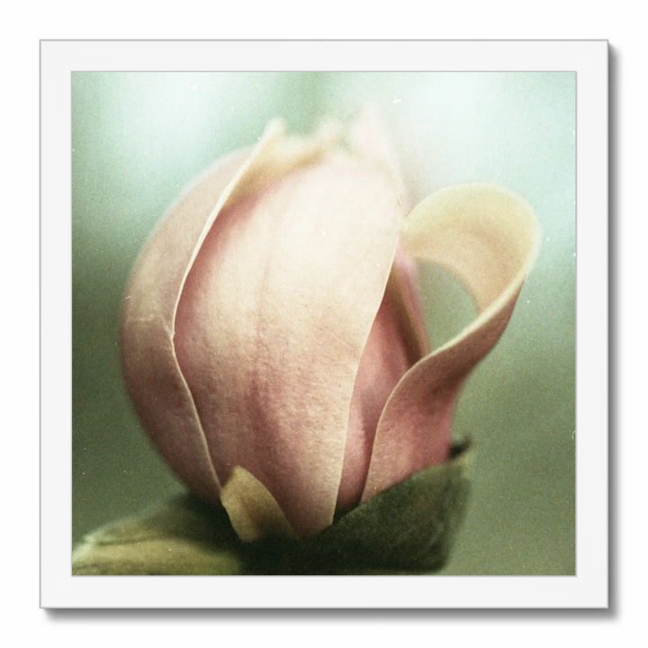 muted magnolia.