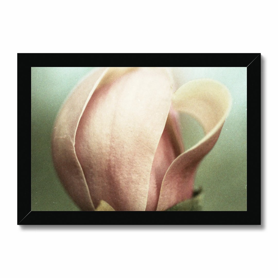 muted magnolia.