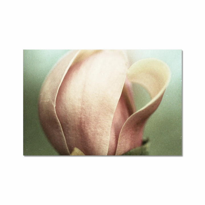 muted magnolia.