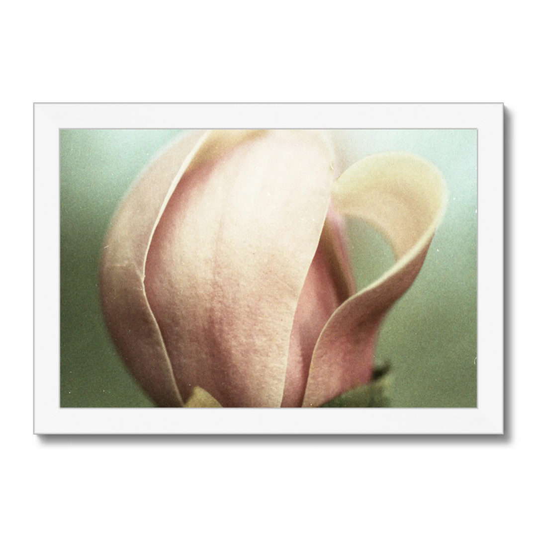 muted magnolia.