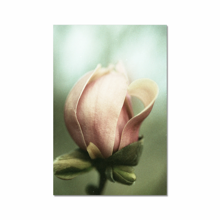 muted magnolia.