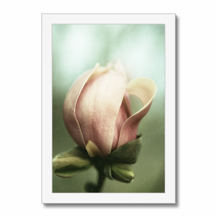 muted magnolia.