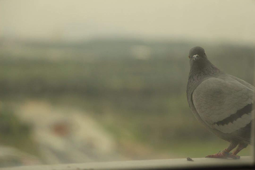 Series 5 of Avian Encounters: Birds in the Urban and Natural Worlds