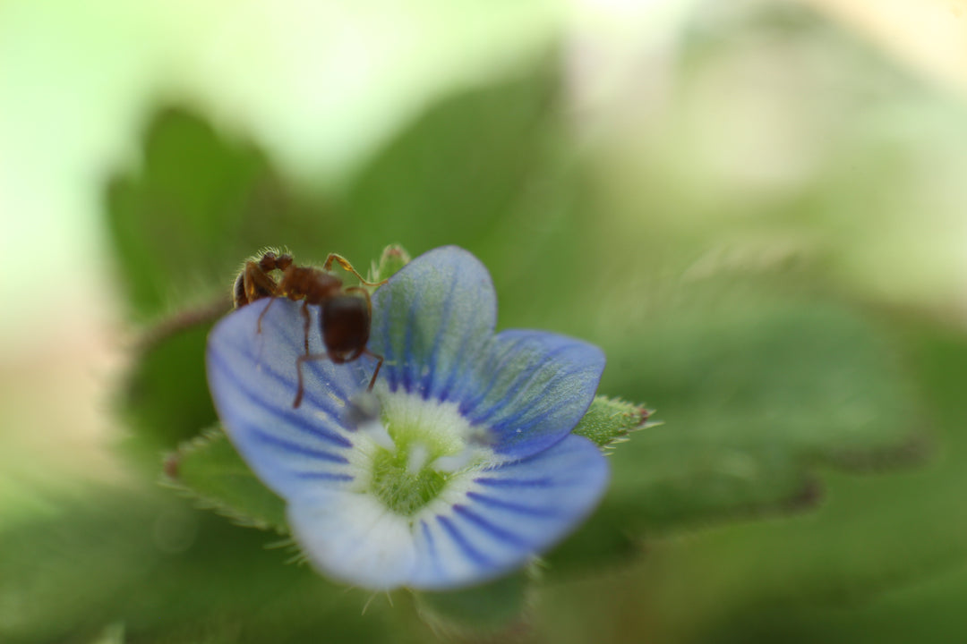 Series 9 of the Microcosmic Universe of Flowers and Bees