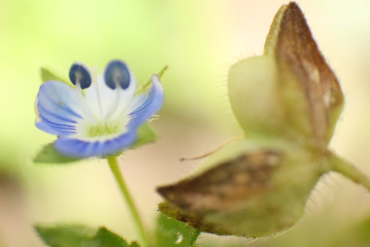 Series 11 of the Microcosmic Universe of Flowers and Bees