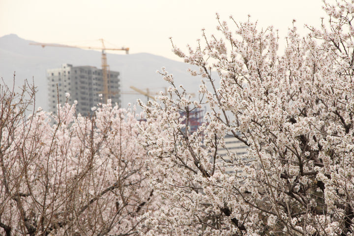 Urban Flora: Nature's Resilience in the Concrete Jungle