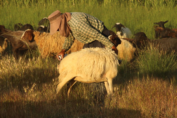 Pastoral Harmony: A Glimpse into Rural Life