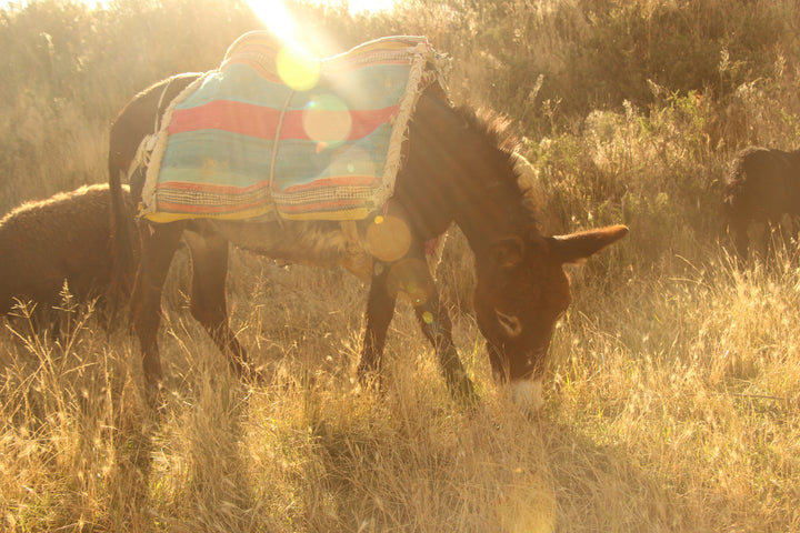 Pastoral Harmony: A Glimpse into Rural Life