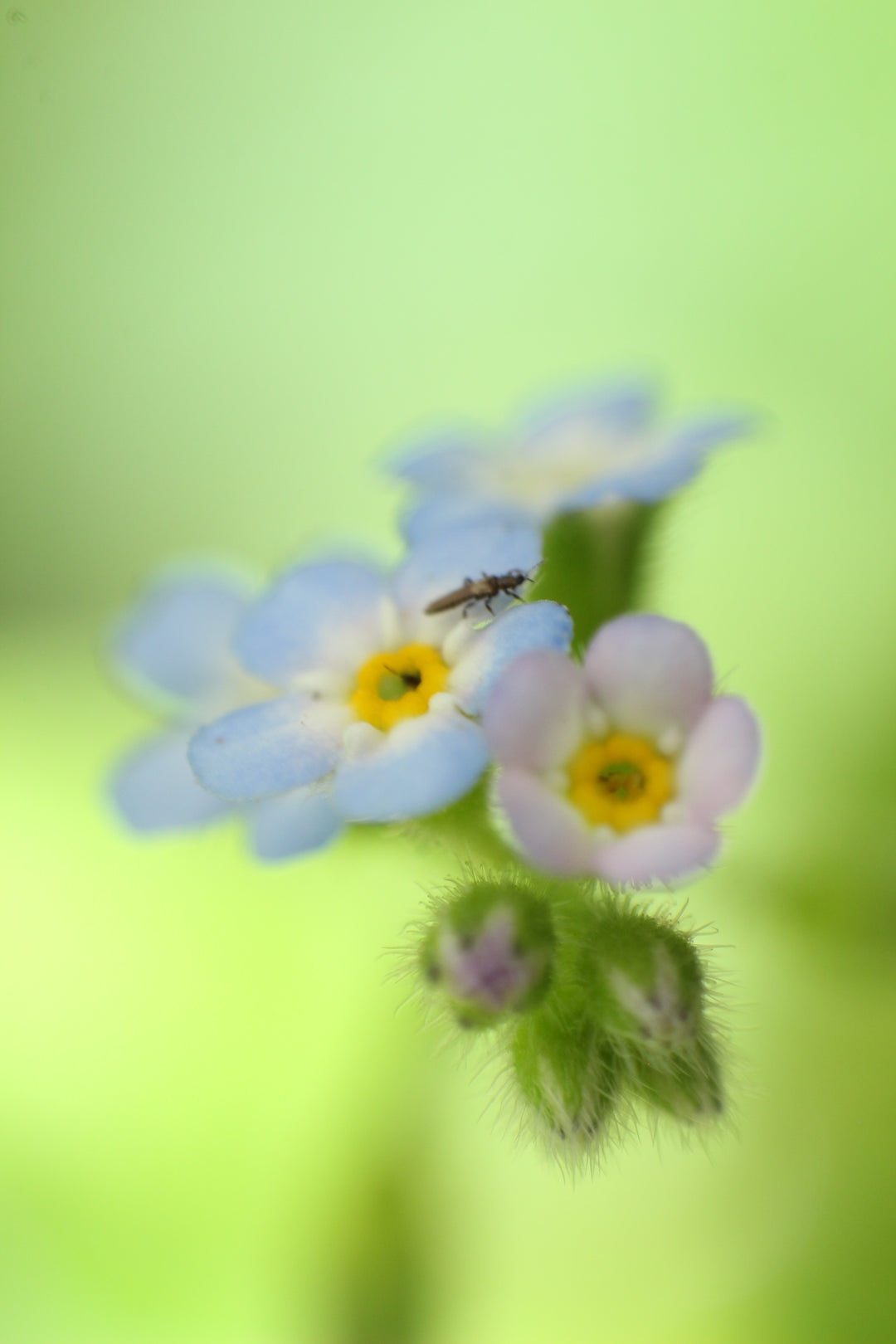 Series 17 of the Microcosmic Universe of Flowers and Bees