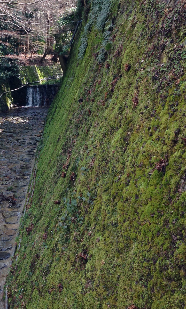 Streams in Kyoto (Ohara)