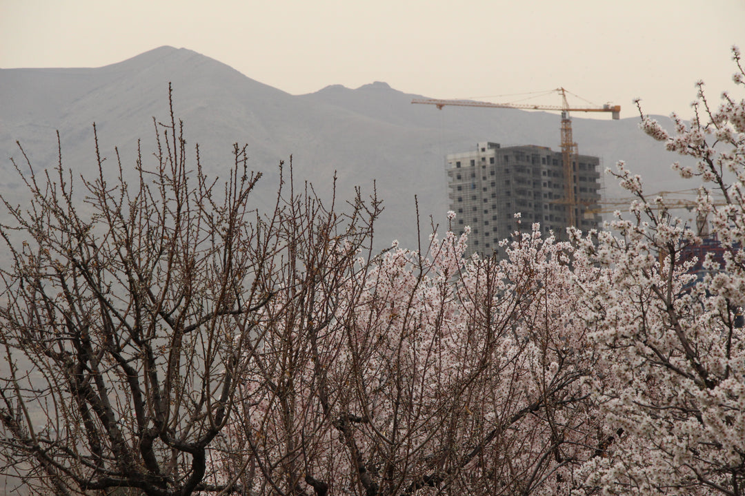 Urban Flora: Nature's Resilience in the Concrete Jungle