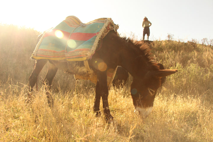 Pastoral Harmony: A Glimpse into Rural Life