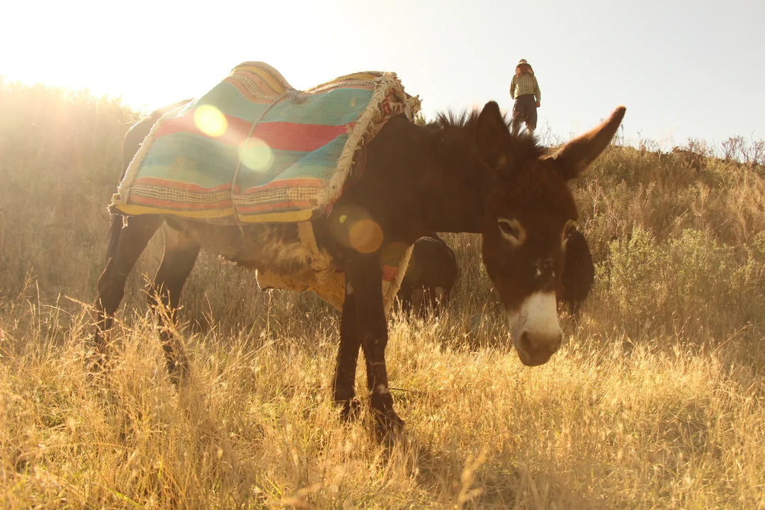 Pastoral Harmony: A Glimpse into Rural Life