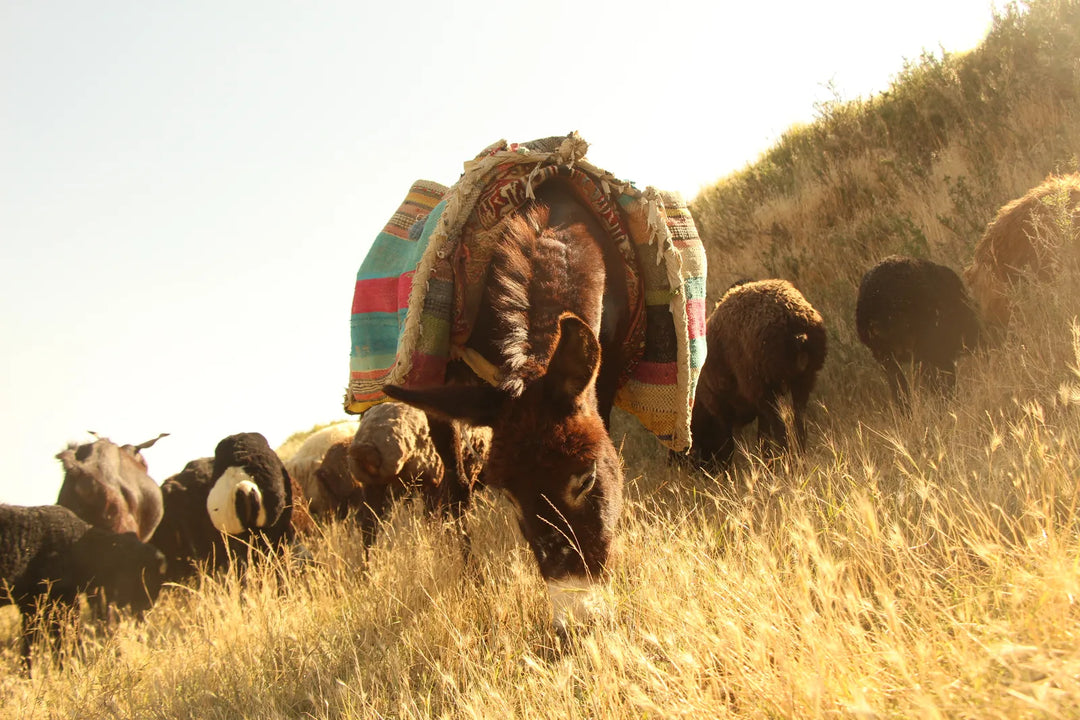 Pastoral Harmony: A Glimpse into Rural Life