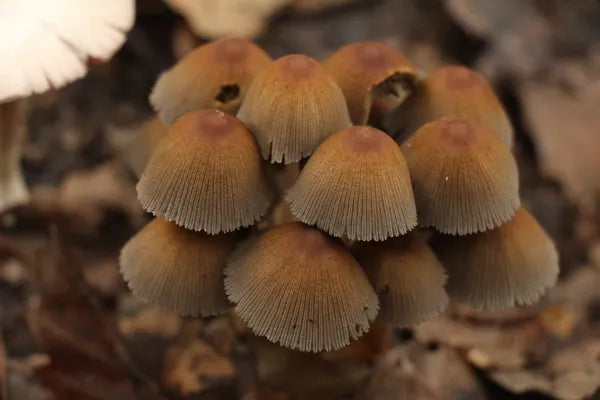 Enchanted Forest: A Mushroom Odyssey