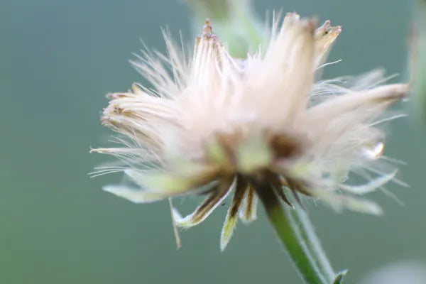 Series 3 of the Microcosmic Universe of Flowers and Bees