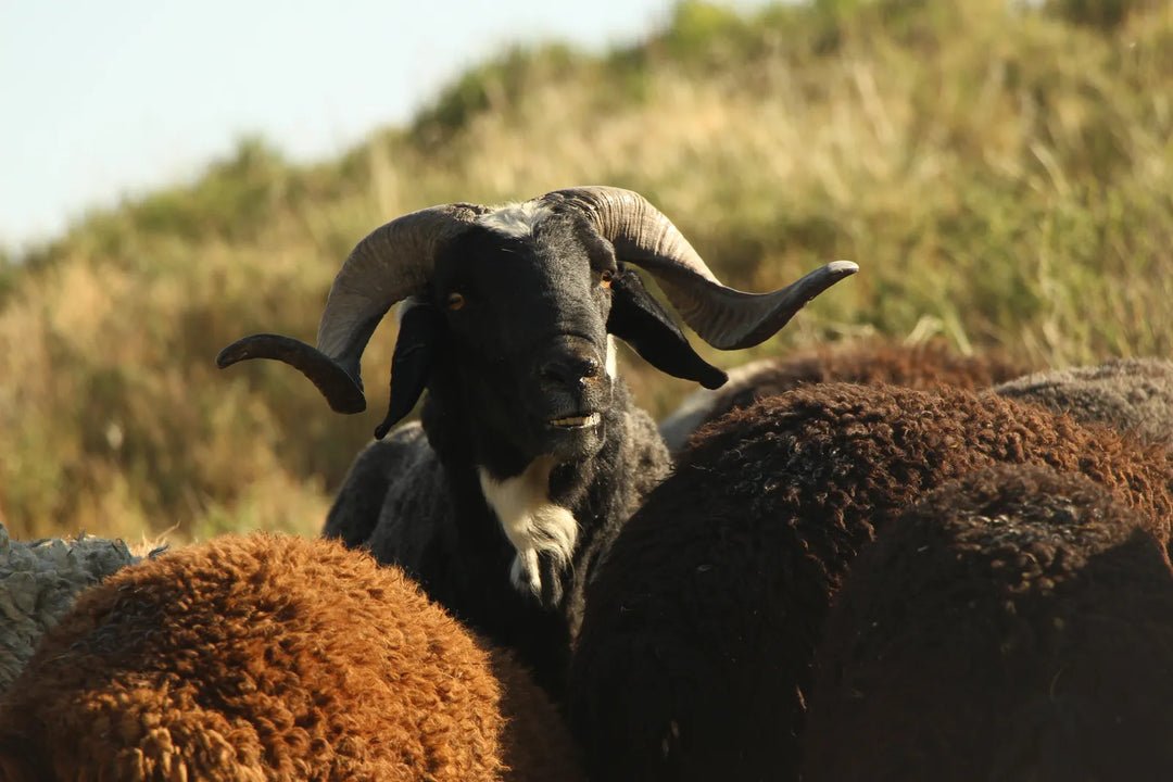 Pastoral Harmony: A Glimpse into Rural Life