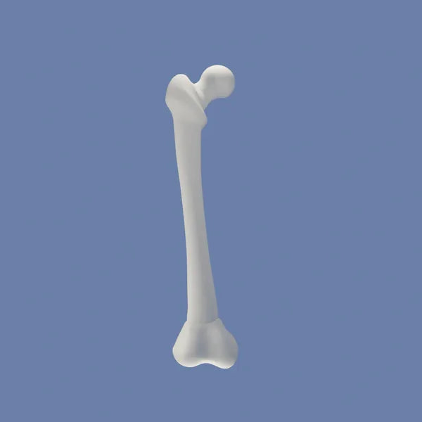 3D Femur Bone: Downloadable Animated GIF & PNG Files for Medical Professionals & Animators