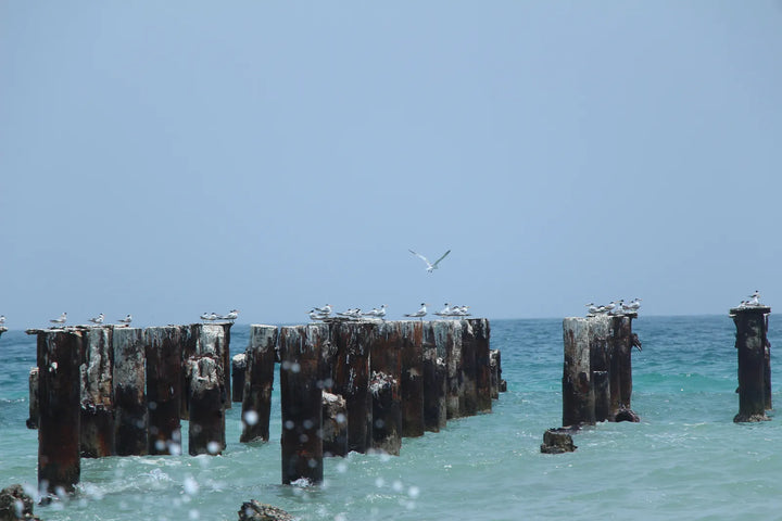 Series 8 of Avian Encounters: Birds in the Urban and Natural Worlds