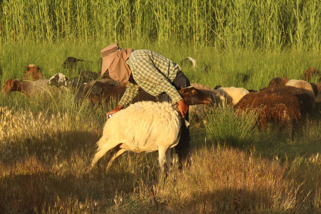 Pastoral Harmony: A Glimpse into Rural Life