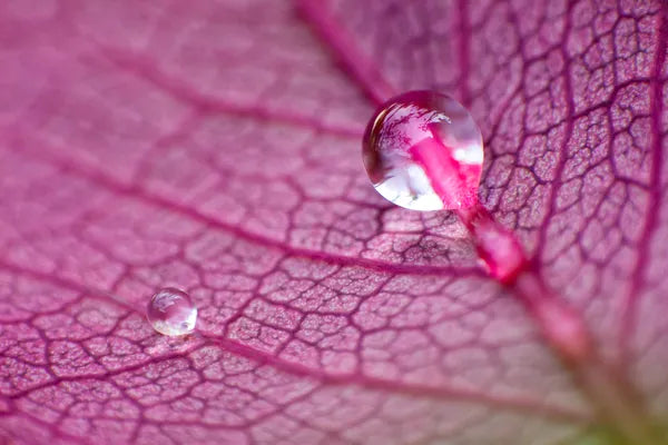 Series 16 of the Microcosmic Universe of Flowers and Bees