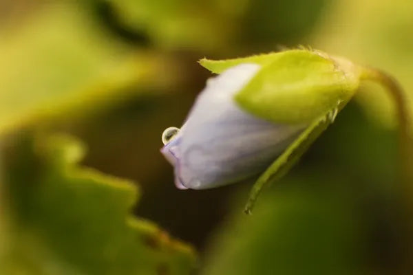 Series 9 of the Microcosmic Universe of Flowers and Bees