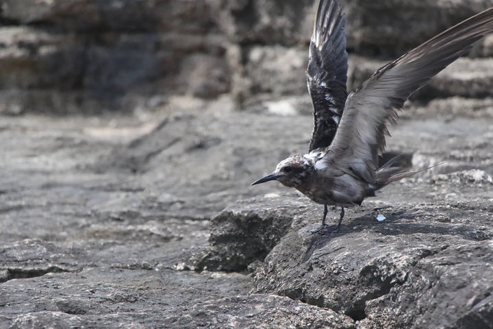 Series 9 of Avian Encounters: Birds in the Urban and Natural Worlds