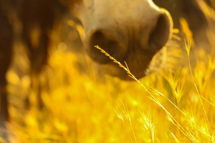 Pastoral Harmony: A Glimpse into Rural Life