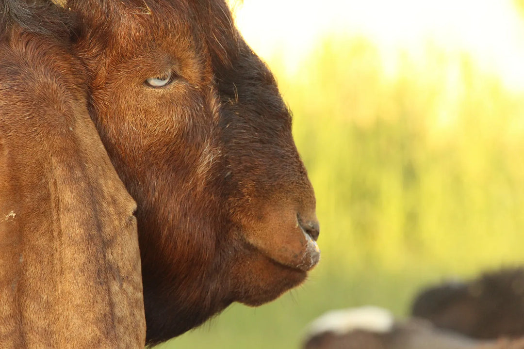 Pastoral Harmony: A Glimpse into Rural Life