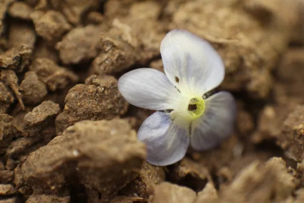 Series 12 of the Microcosmic Universe of Flowers and Bees