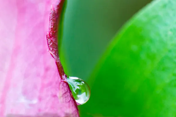 The Microcosmic Universe of Flowers and Bees