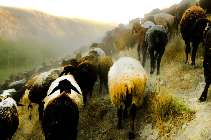 Pastoral Harmony: A Glimpse into Rural Life