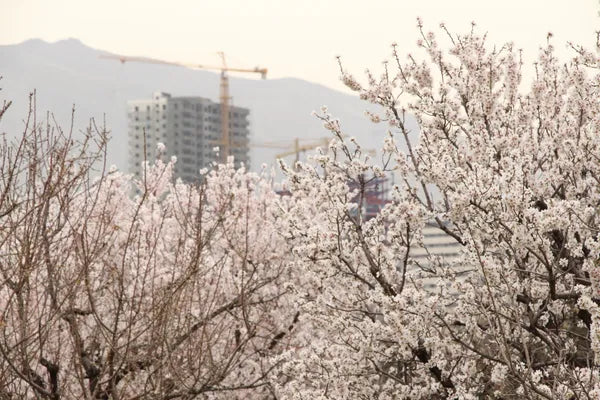 Urban Flora: Nature's Resilience in the Concrete Jungle