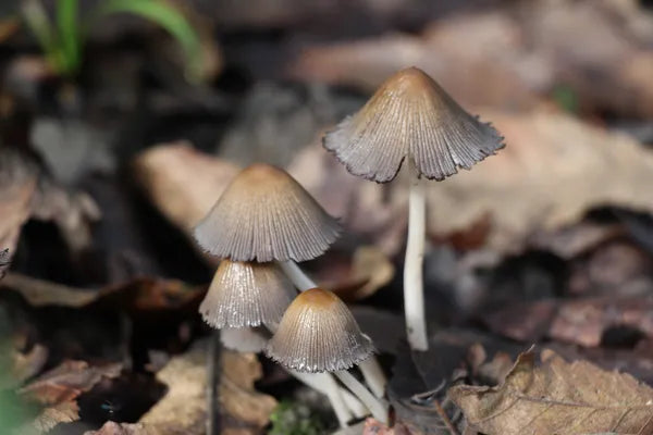 Series 2 of Enchanted Forest: A Mushroom Odyssey