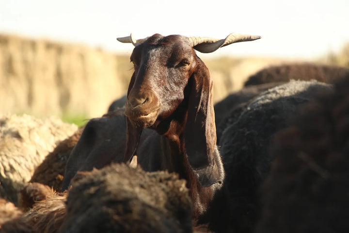 Pastoral Harmony: A Glimpse into Rural Life