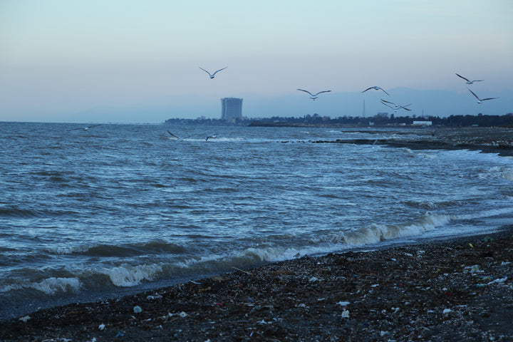 Series 10 of Avian Encounters: Birds in the Urban and Natural Worlds