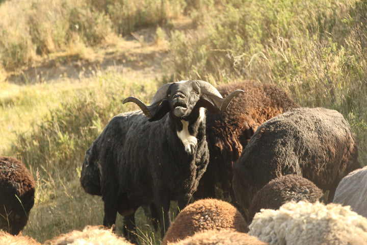 Pastoral Harmony: A Glimpse into Rural Life