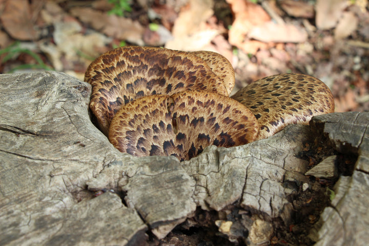 Enchanted Forest: A Mushroom Odyssey