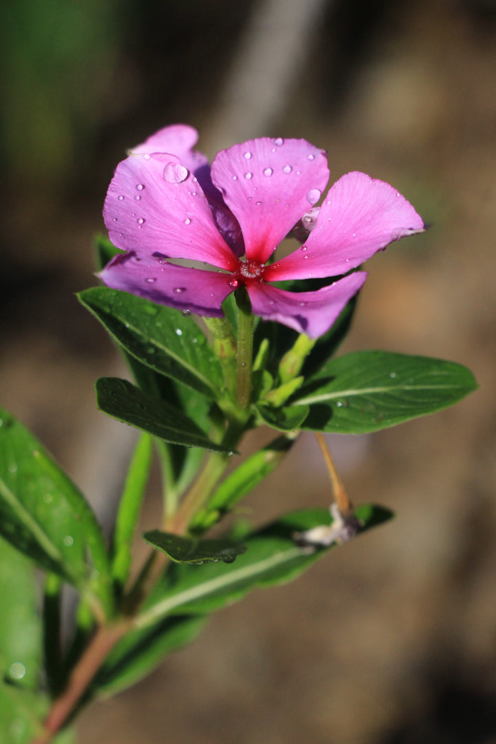 Nature's Enigma: A New Perspective on Bloom and Beyond