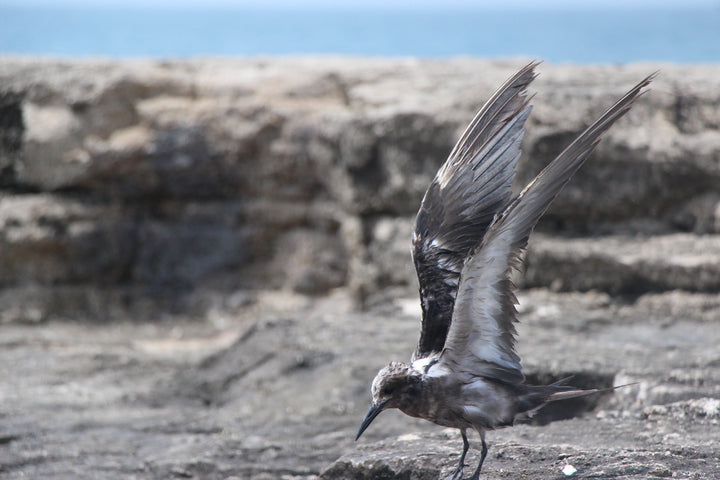 Series 9 of Avian Encounters: Birds in the Urban and Natural Worlds